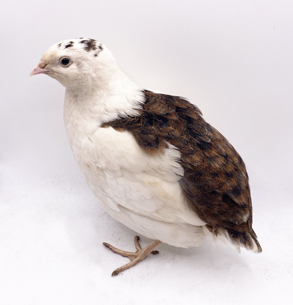 50++ Celadon Blue Coturnix Quail Hatching Eggs - Tuxedo, White, Red Range + More