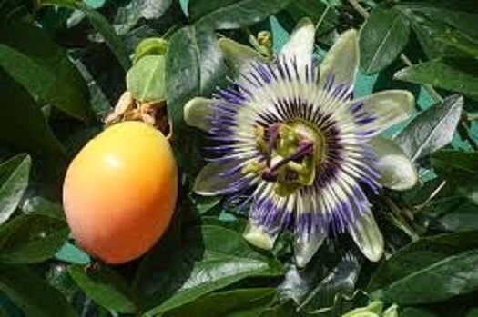 Passion Fruit Handmade 8oz Really Fresh China flavored black leaf tea