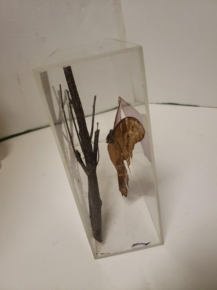 Blue Morpho Butterfly Acrylic Display Signed 1997