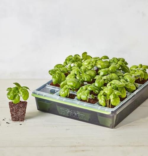 Burpee SuperSeed Seed Starting Tray | 36 Cell Assorted Sizes , Styles