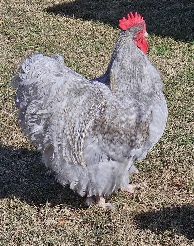 8+ English Lavender Cucko Orpington Hatching Eggs
