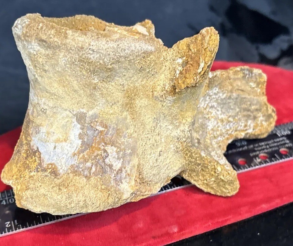 Mosasaurus vertebrae