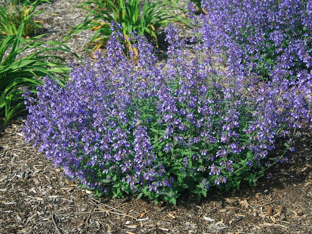 2 Catmint Low Walker Bare Roots For Immediately Plant Freshly Dug