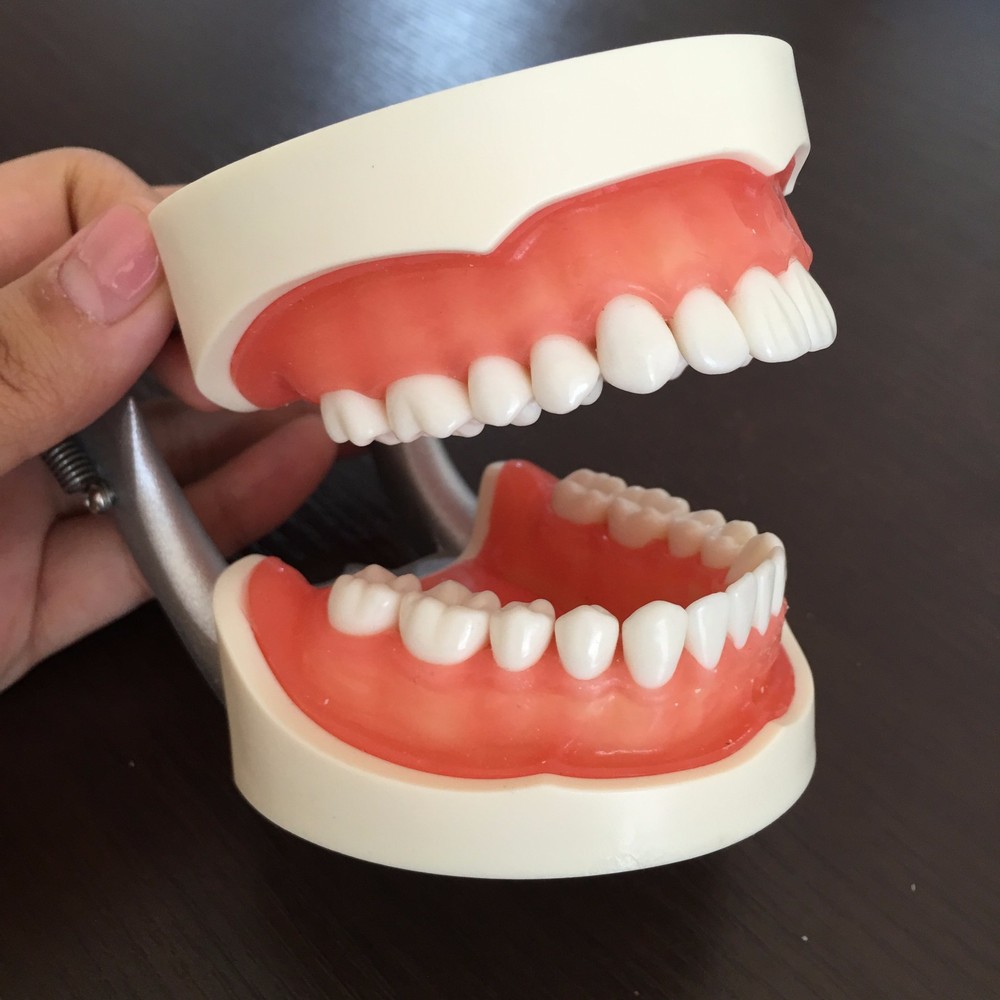 Dental Study Standard Typodont Demonstration Teeth Model Kilgore Nissin Type