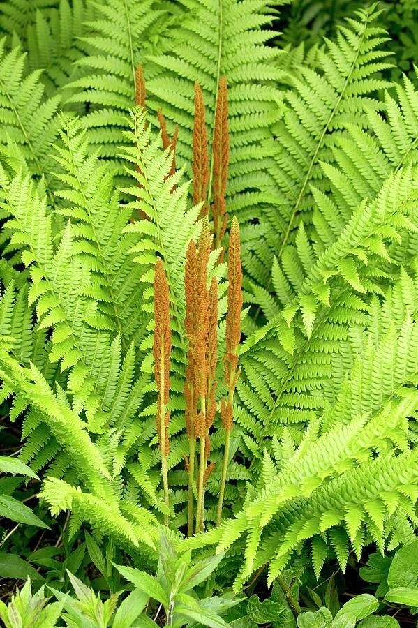 Osmunda cinnamomea (Cinnamon fern) | Bare- root