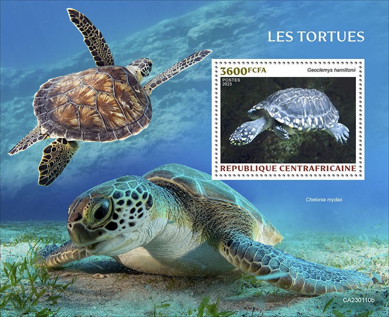 Turtles