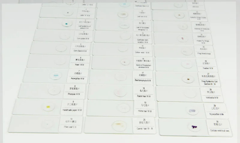 30PC Prepared Biological Basic Tissues Science Cover Slips Microscope Slides