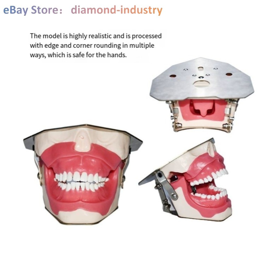 Dental anesthesia, tooth extraction practice dental model tooth simulation model