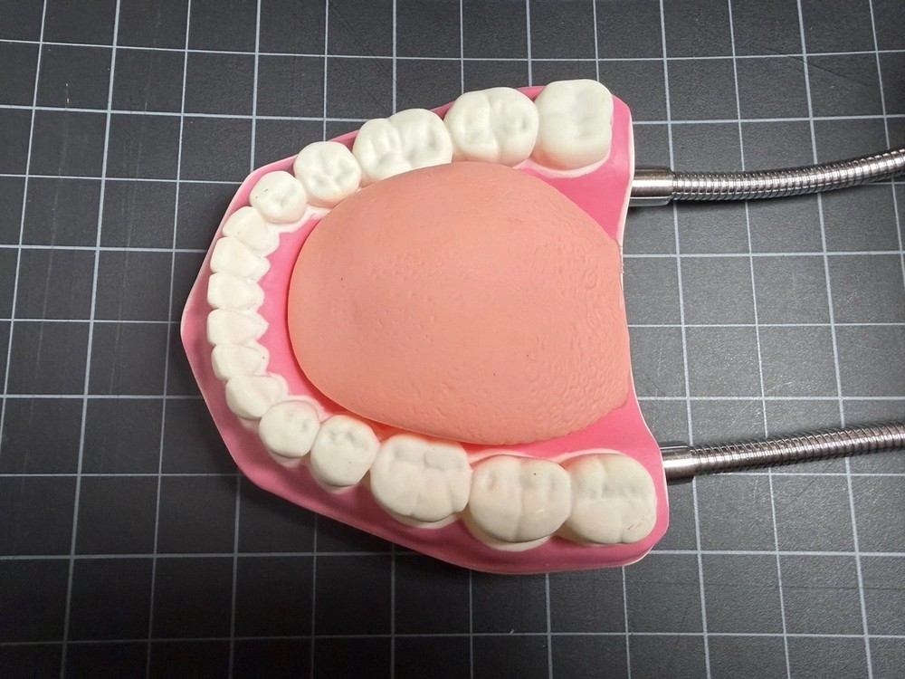 Oversized 6:1 Dental Teach Study Typodont Demonstration Teeth Model