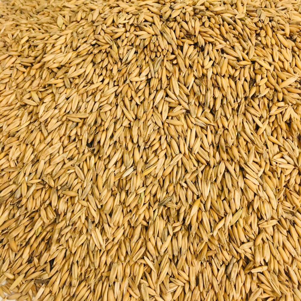 Whole Grain Oats Animal Feed Unhulled