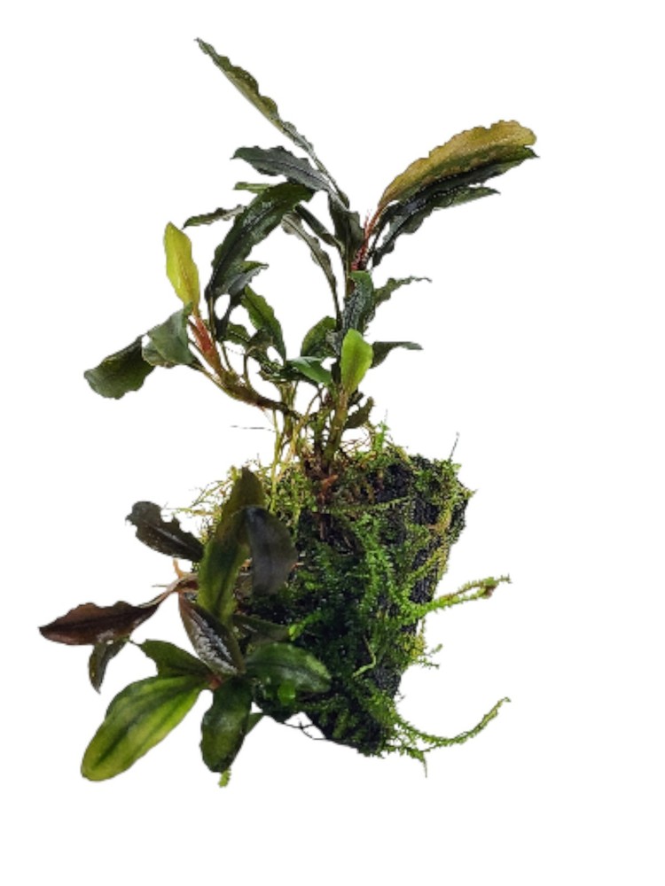 Bucephalandra Black Galaxy on Lava Rock