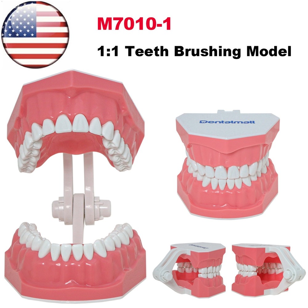 US Dental Typodont 1:1 Teeth Model with Brackets For Brushing Flossing Practice