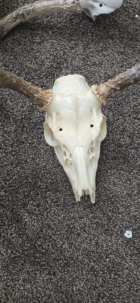Whitetail Deer Skull and antlers