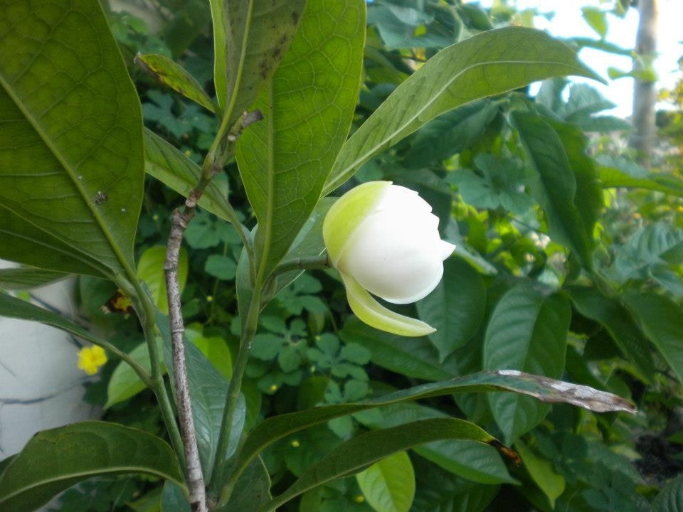 Coco Magnolia live plant