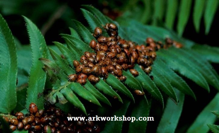 Ark Workshop LADYBUG HOUSE holds hundreds & helps insect aphid control garden