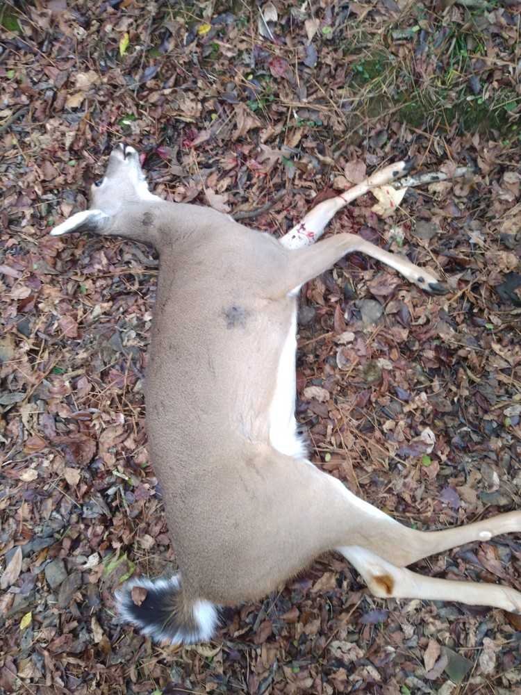 Ultimate Bear, Deer, and Wild hog Call Lure!