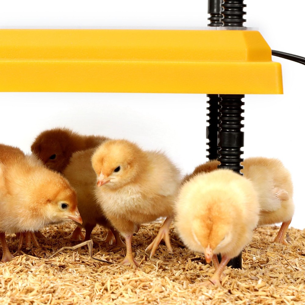 Brooder Heating Plate for Chicks Adjustable: with Bonus 12x12 Warmer with Eas...