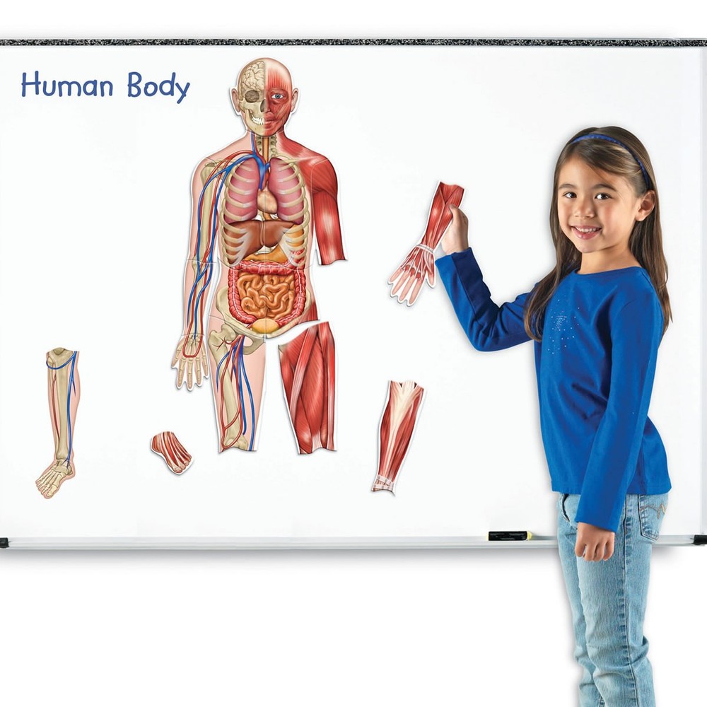 Learning Resources Double-Sided Magnetic Human Body