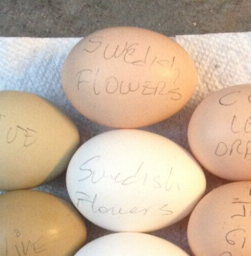 SWEDISH FLOWERS 100% PURE TYPE ( 6 ) HATCHING EGGS