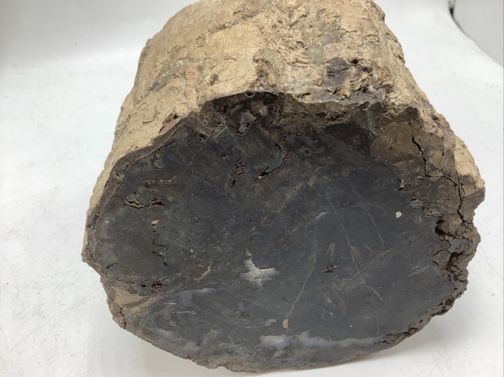 Petrified Wood 5Lbs 14oz