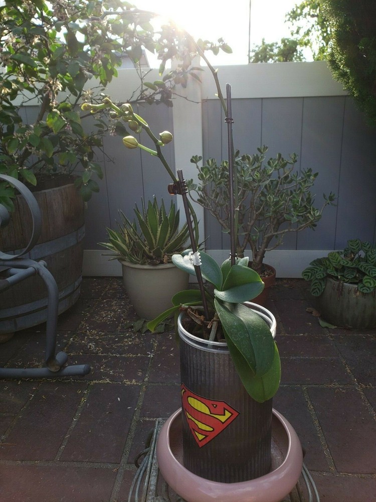 Batman Metal Plant Vase