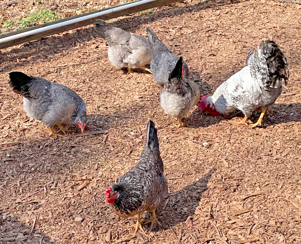 Crested Cream Legbar hatching eggs 6+1