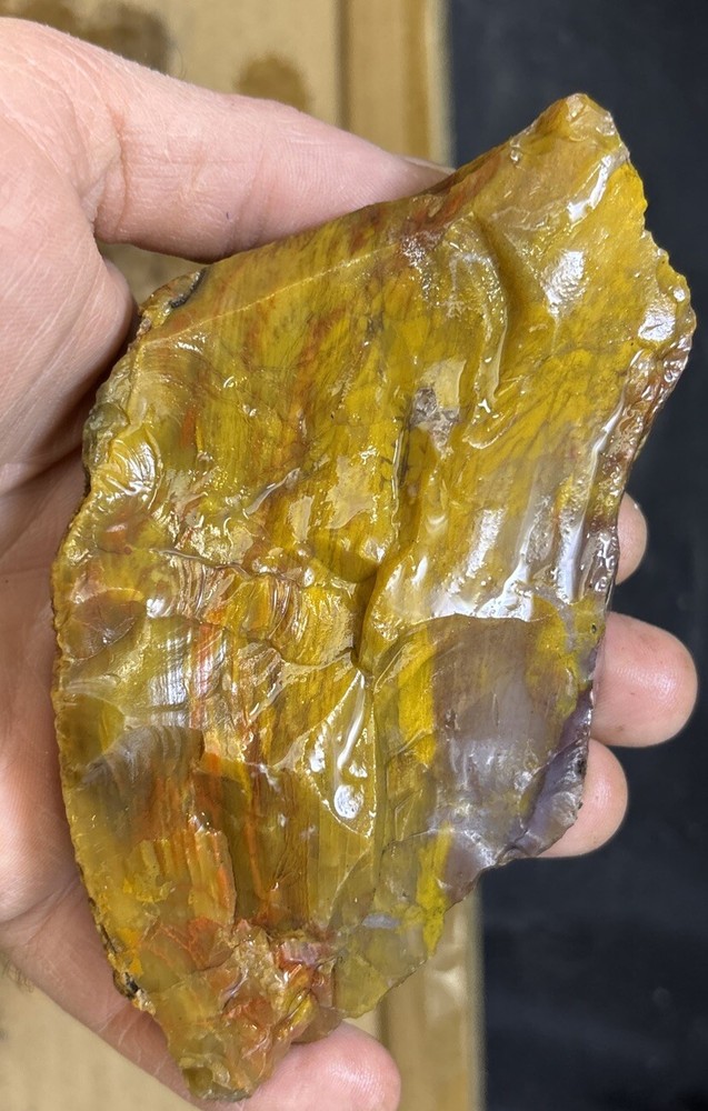 Colorful petrified wood