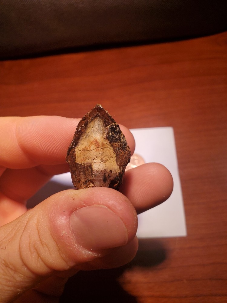 Triceratops Tooth (Unworn!)