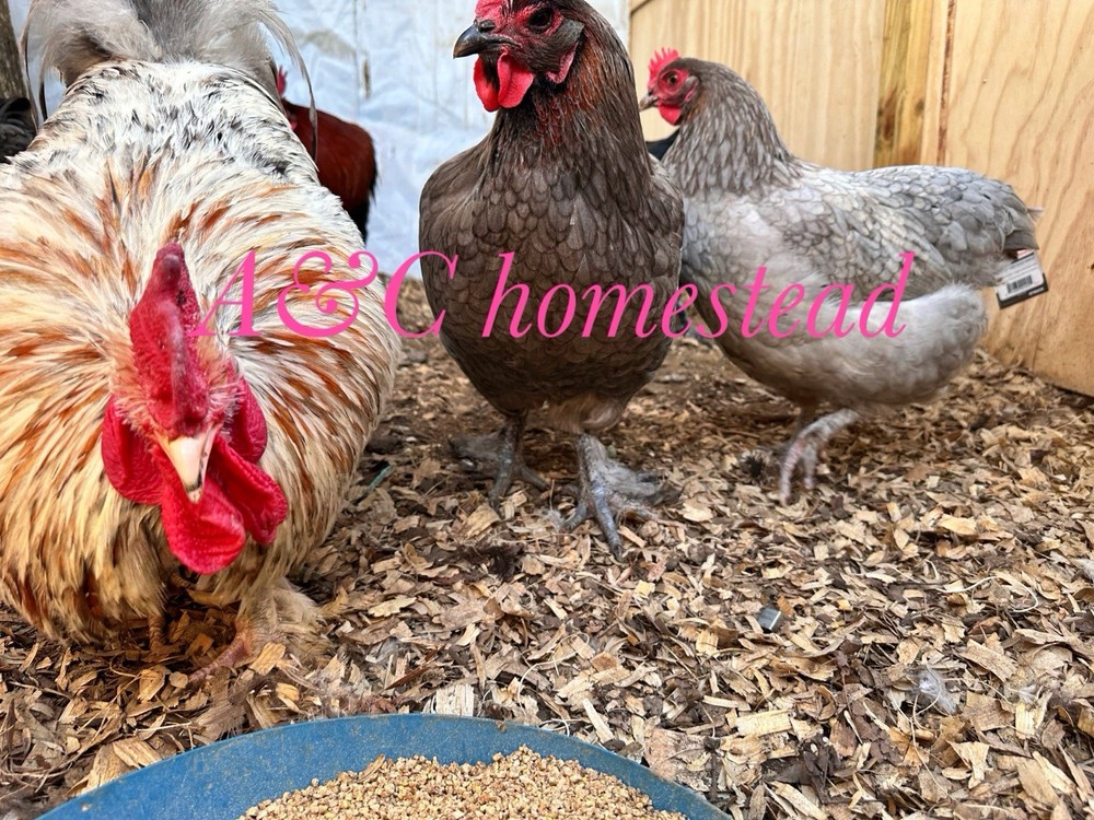 Splash , Blue , Black Cooper Maran Hatching Eggs 12 Pack