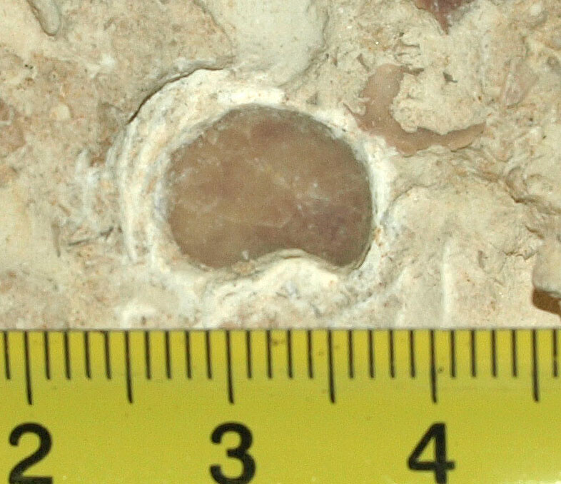 Devonian Pentamerid Brachiopod-Gypidula sp.