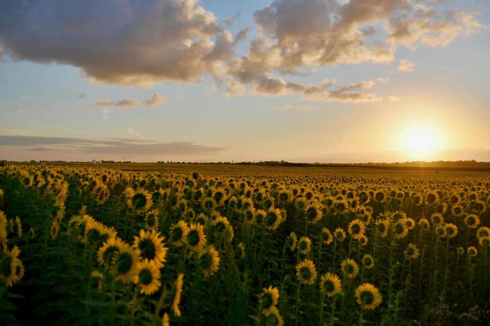 Pasteurized Sunflower Seeds Kernels / 1KG