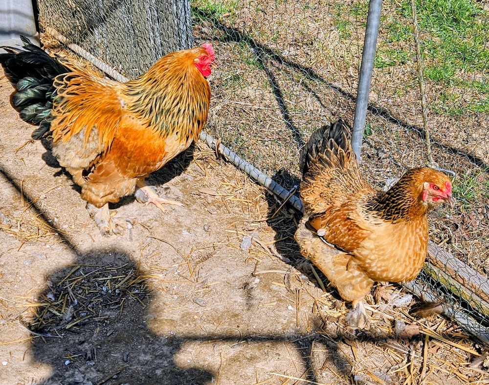 Hatching Eggs Buff Brahma 5+