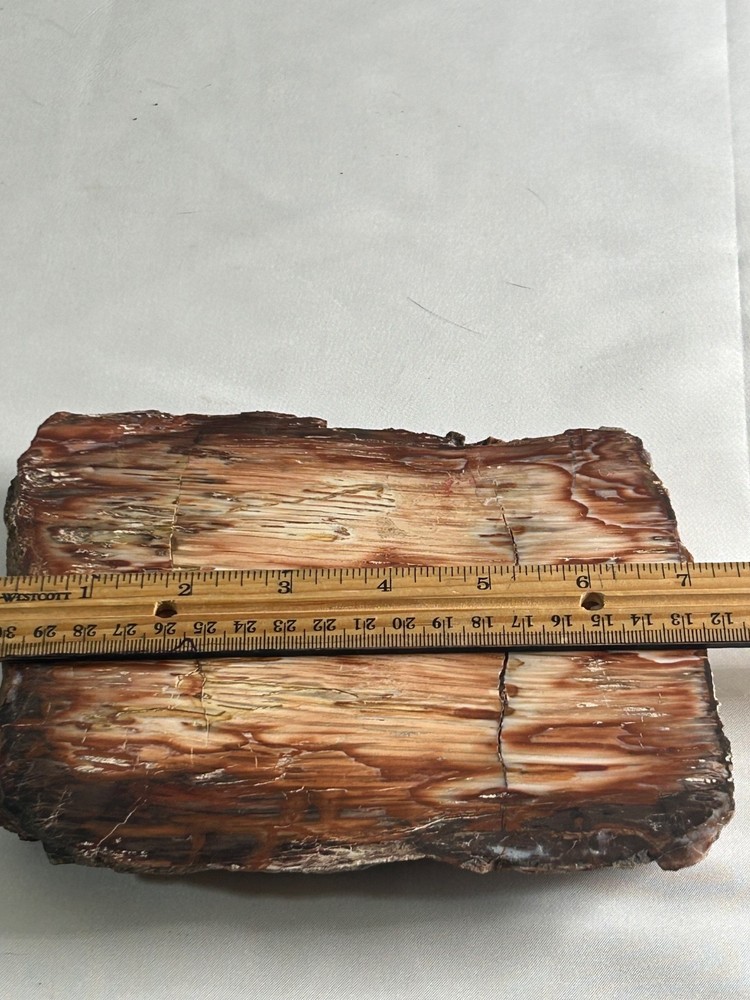 2.5 million year-old petrified pine