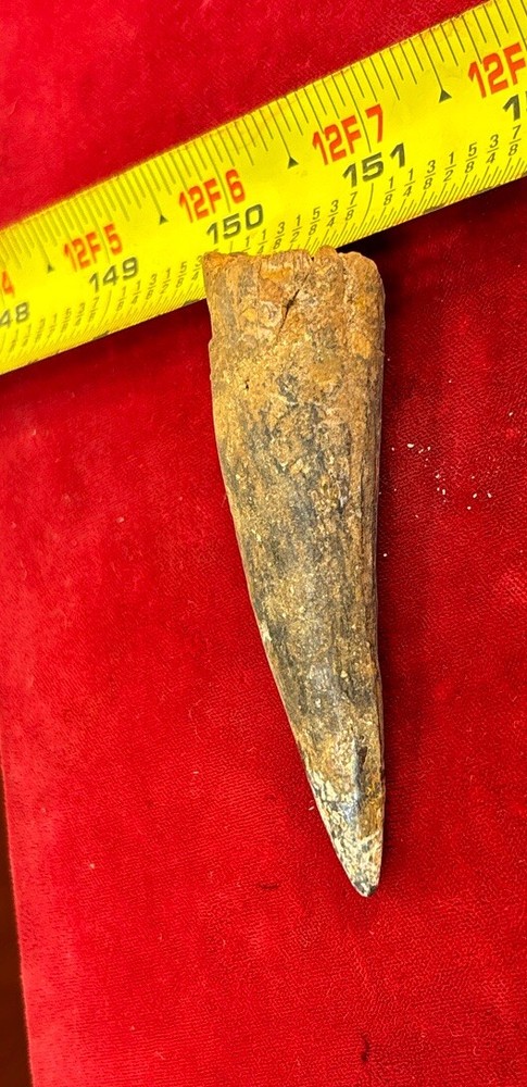 3 1/8 inch spinosaurus tooth