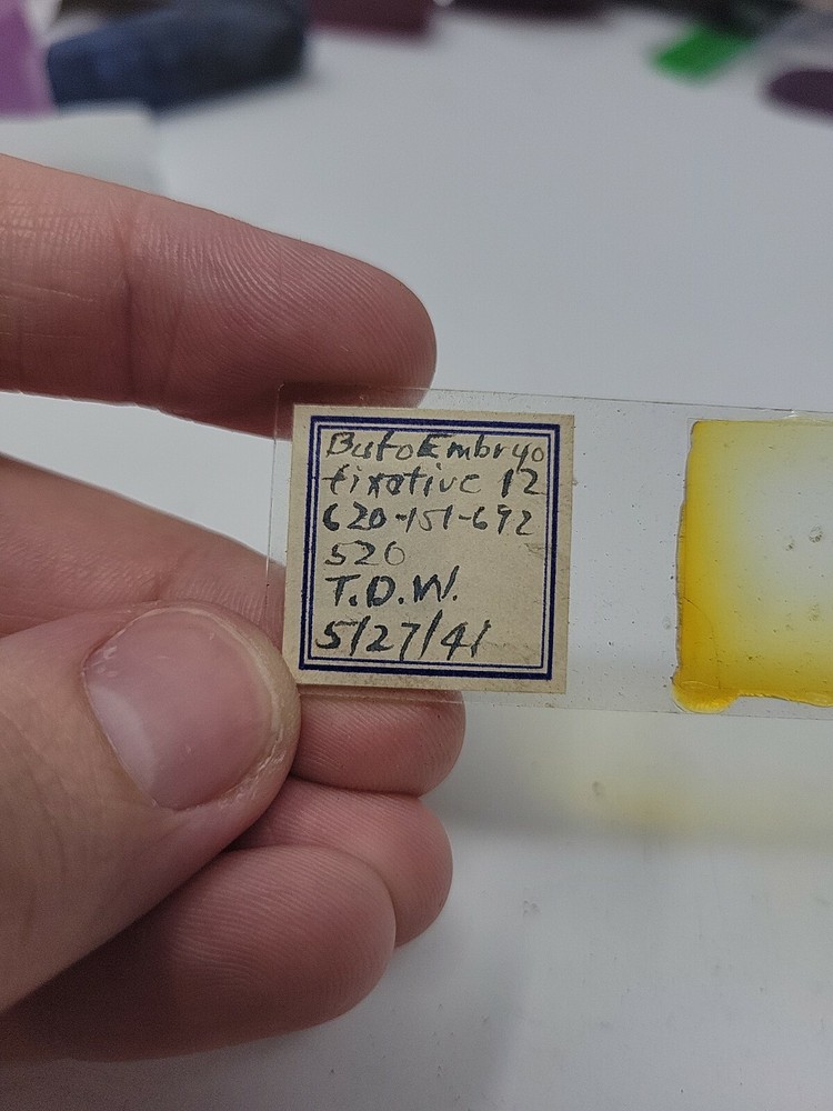 Vintage Microscope Slide 1941