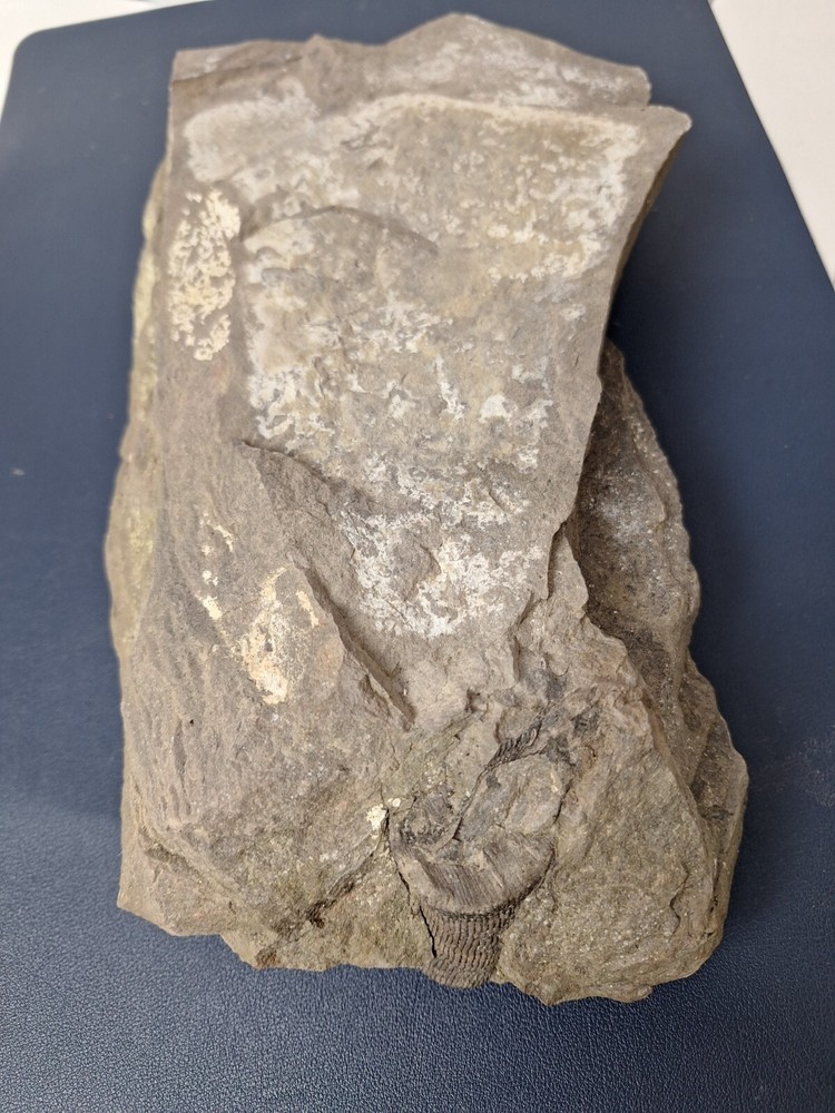 Calamite Stem Lepidodendron Paliozoic Devonian Carboniferous Virginia