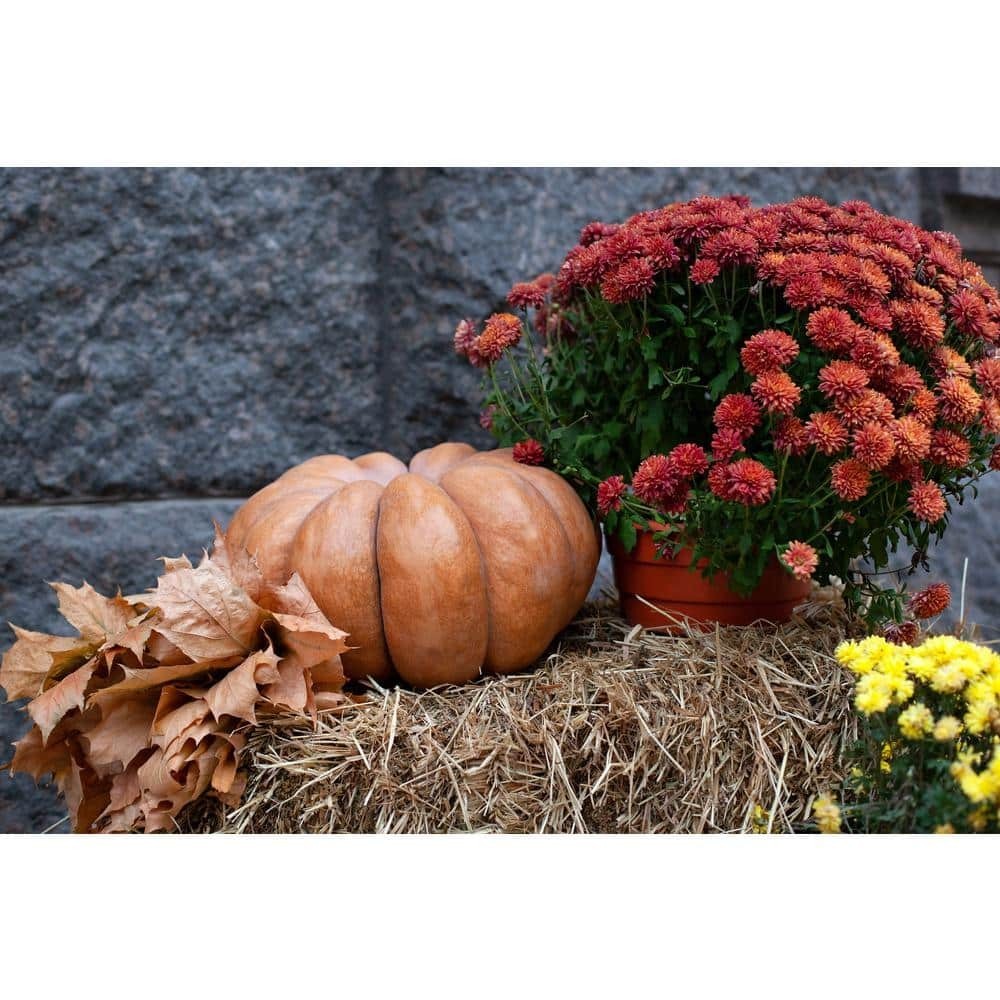 Straw Bale Full Size NEW