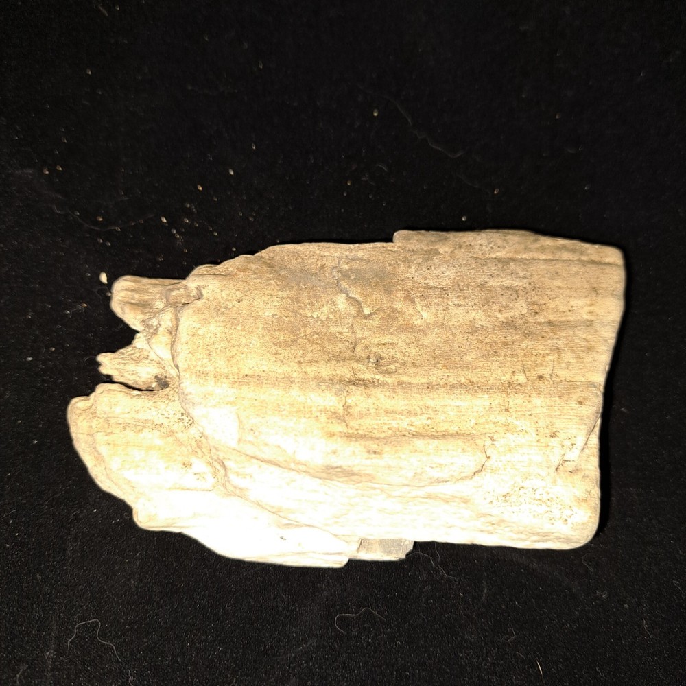 PETRIFIED FOSSIL TREE BROKEN SECTION 13 OZ COLORADO