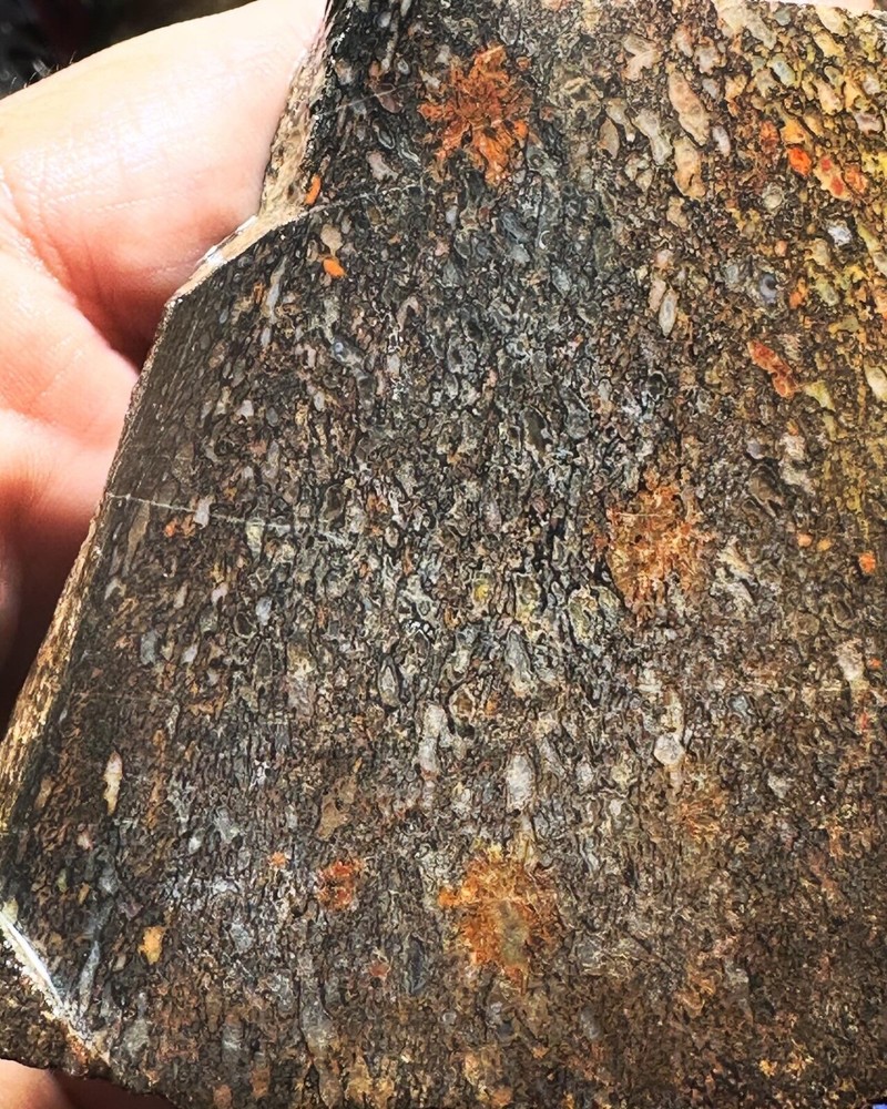 Dinosaur bone rough slab.