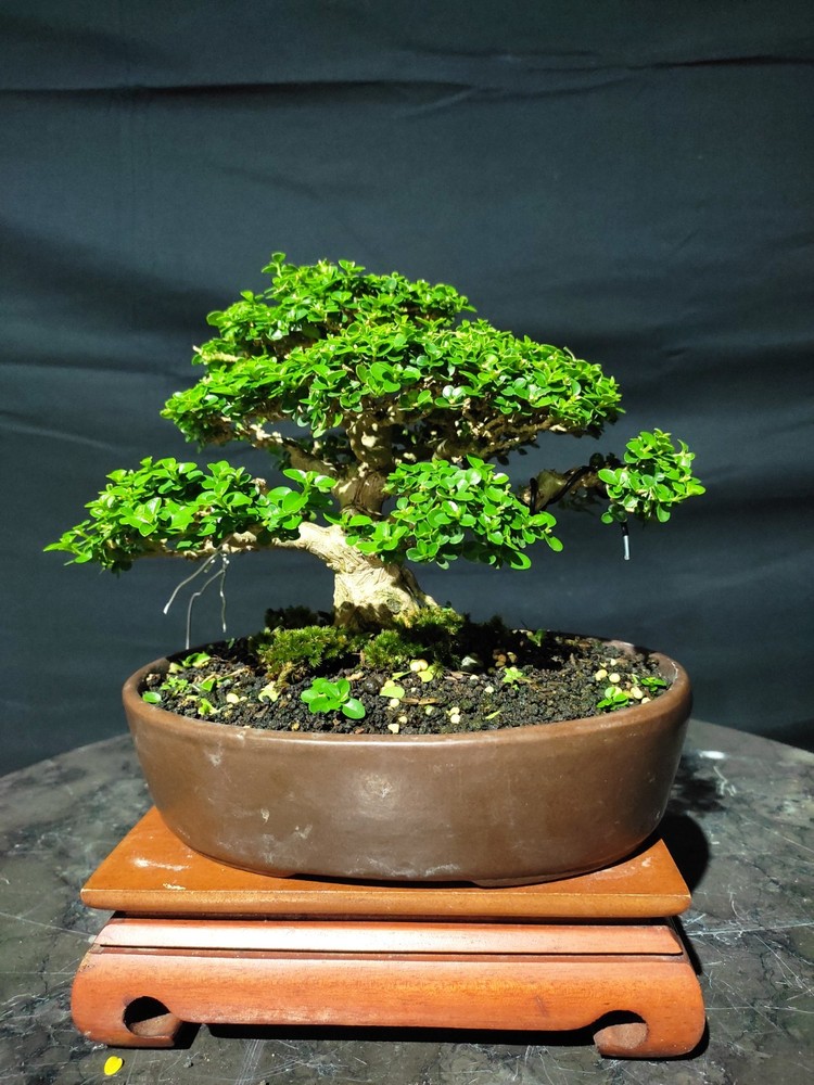 Premna Microphylla Living Bonsai Tree Perfect Branches