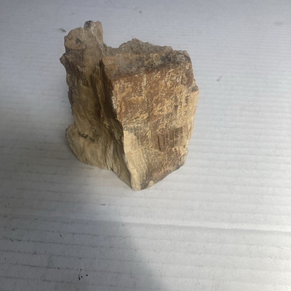 Petrified Wood Slab Polished On The Bottom