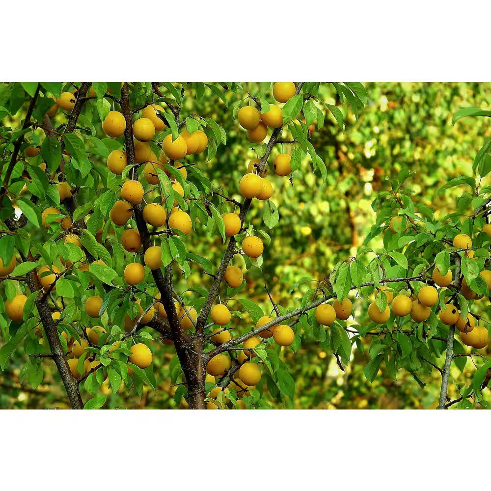 Dwarf Shiro Plum Tree Bare Root