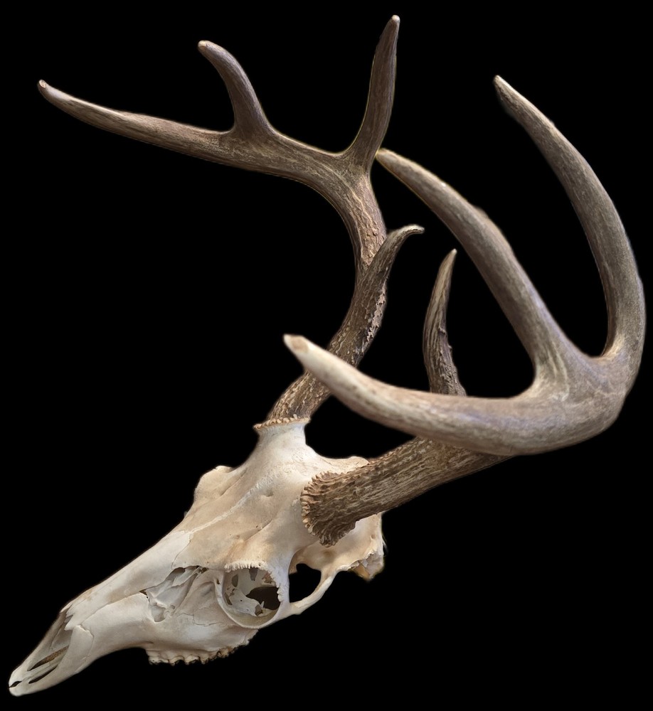 European deer mount white tail
