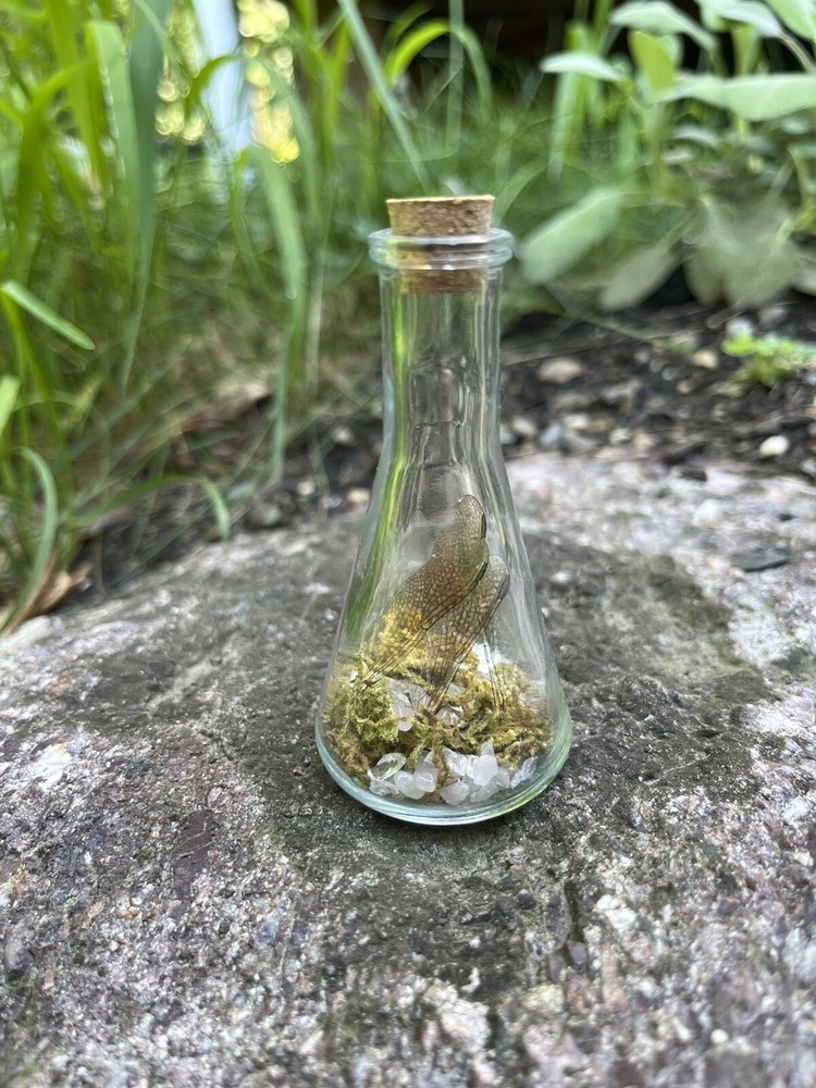 Dragonfly Wing Jar