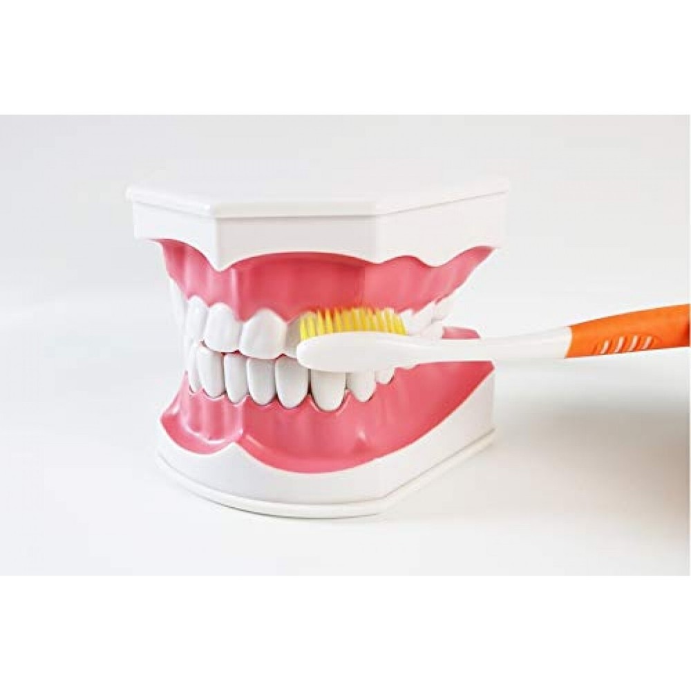 Dental Teeth With Toothbrush Model For Teaching/Studying Dental
