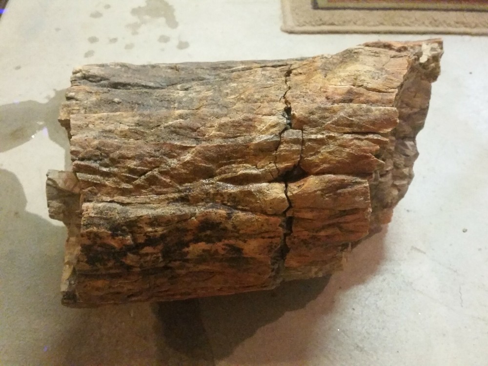 Petrified Jurassic Conifer Round