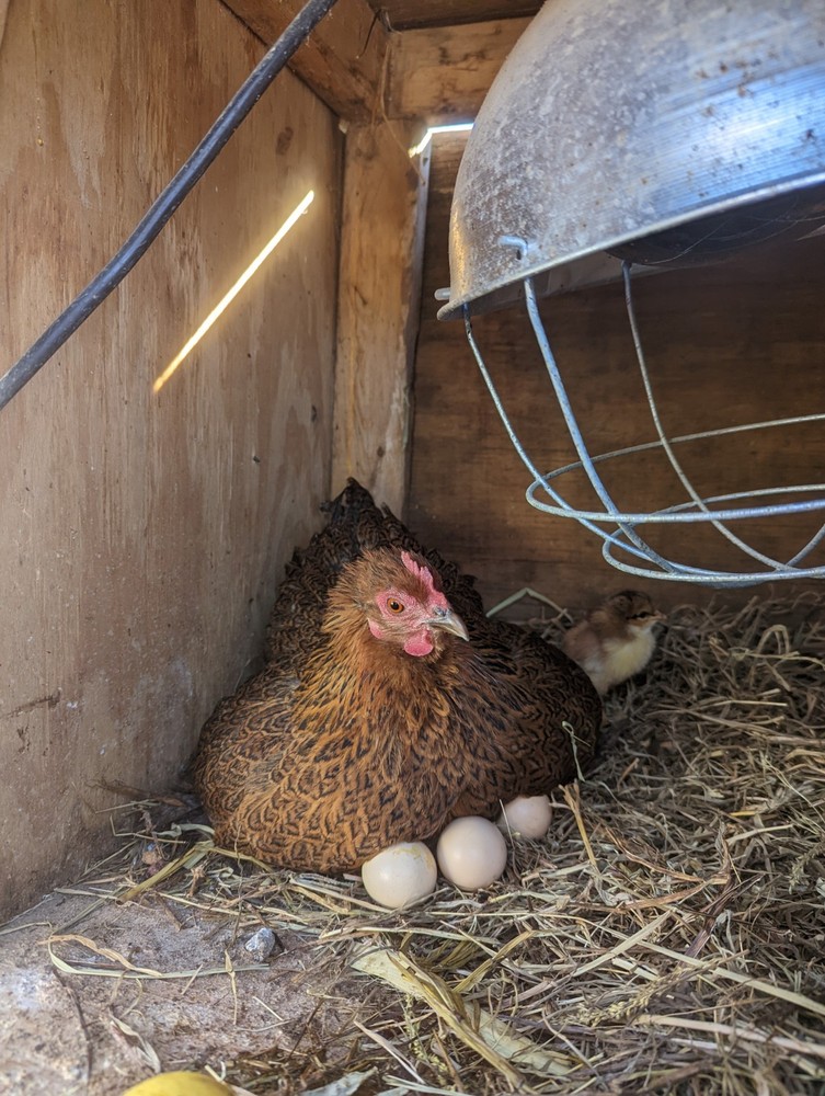 12++ Bantam Cochin Hatching Eggs