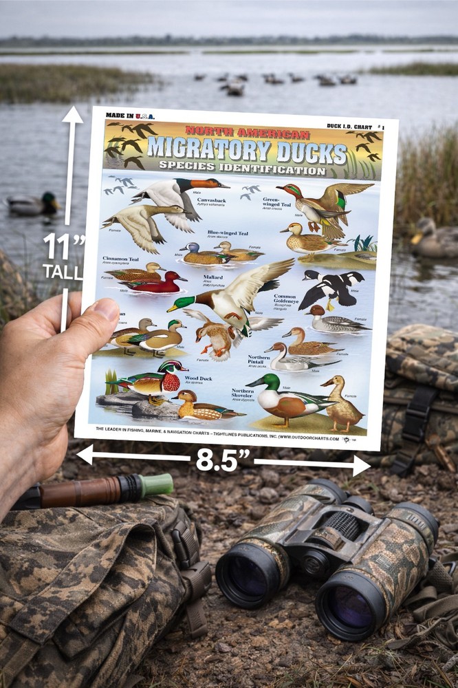 Duck Identification #1 - Waterproof Quick Reference Guide