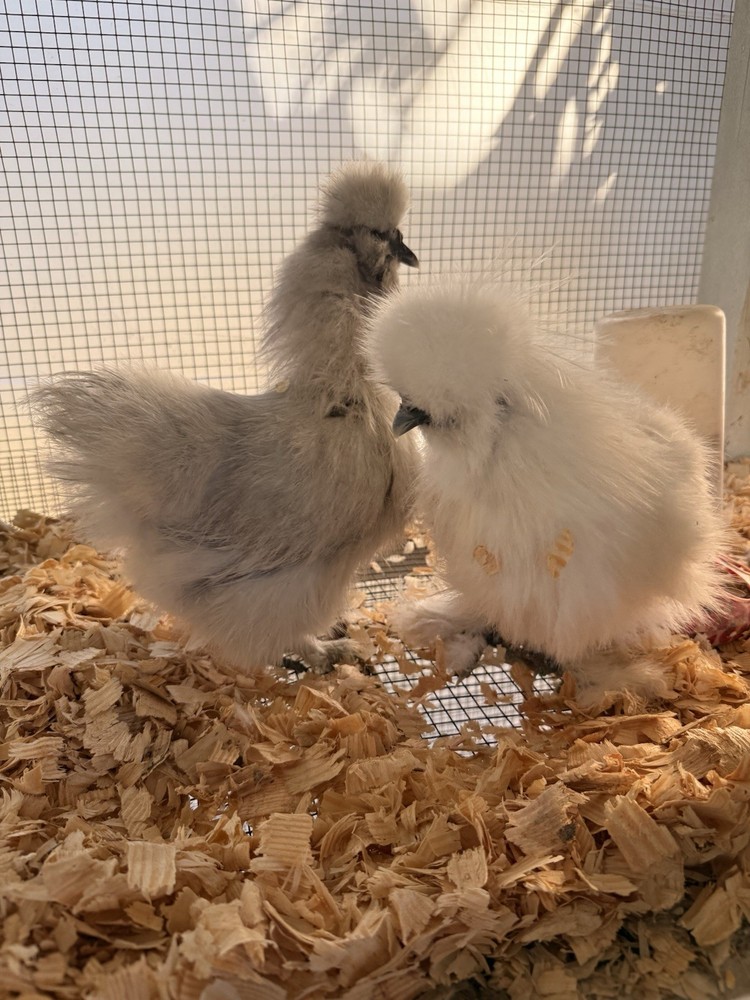 6 Silkie Various Colors hatching eggs
