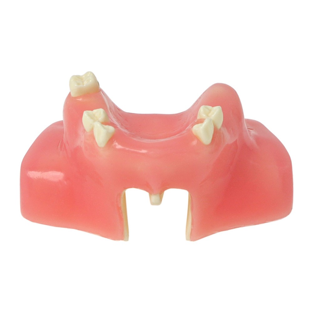 Dental Implant Practice Model, Lower Jaw Drilling, Maxillary Sinus Lifting Type